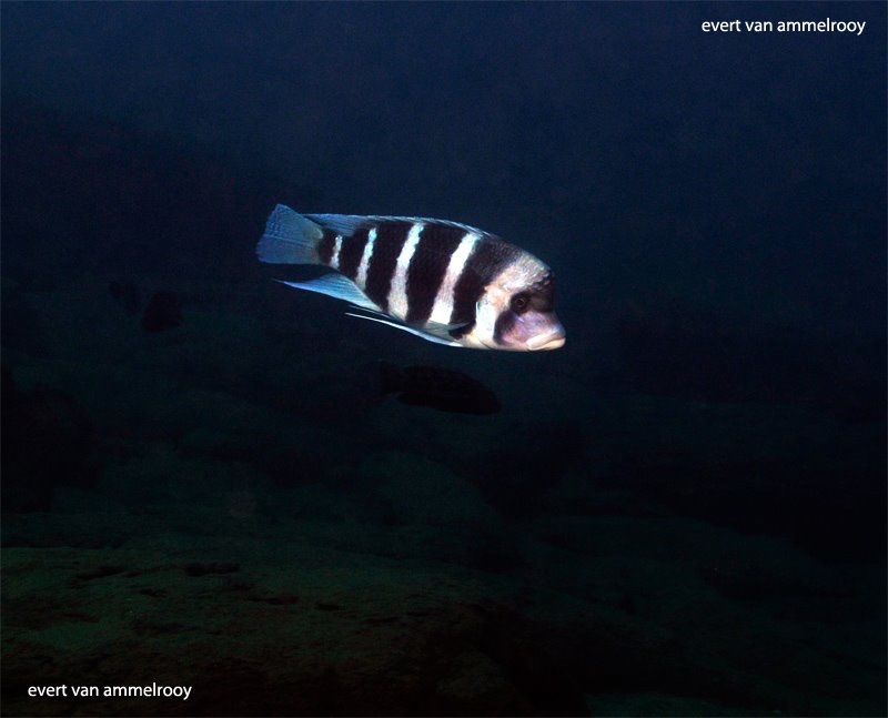Cyphotilapia gibberosa 'Kekese'